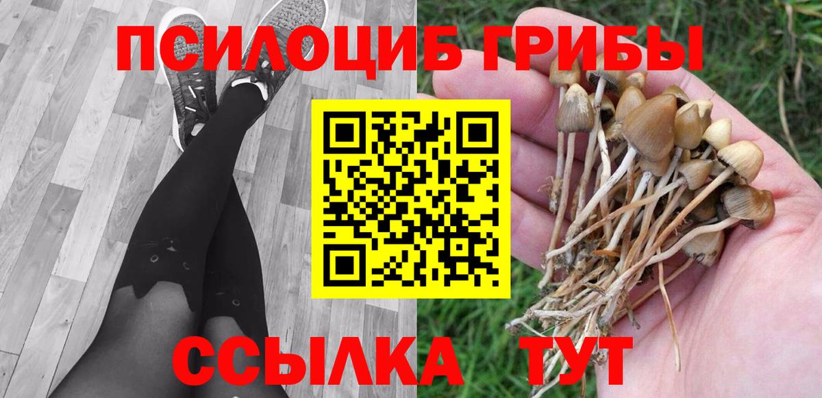 Псилоцибиновые грибы Cubensis Саянск